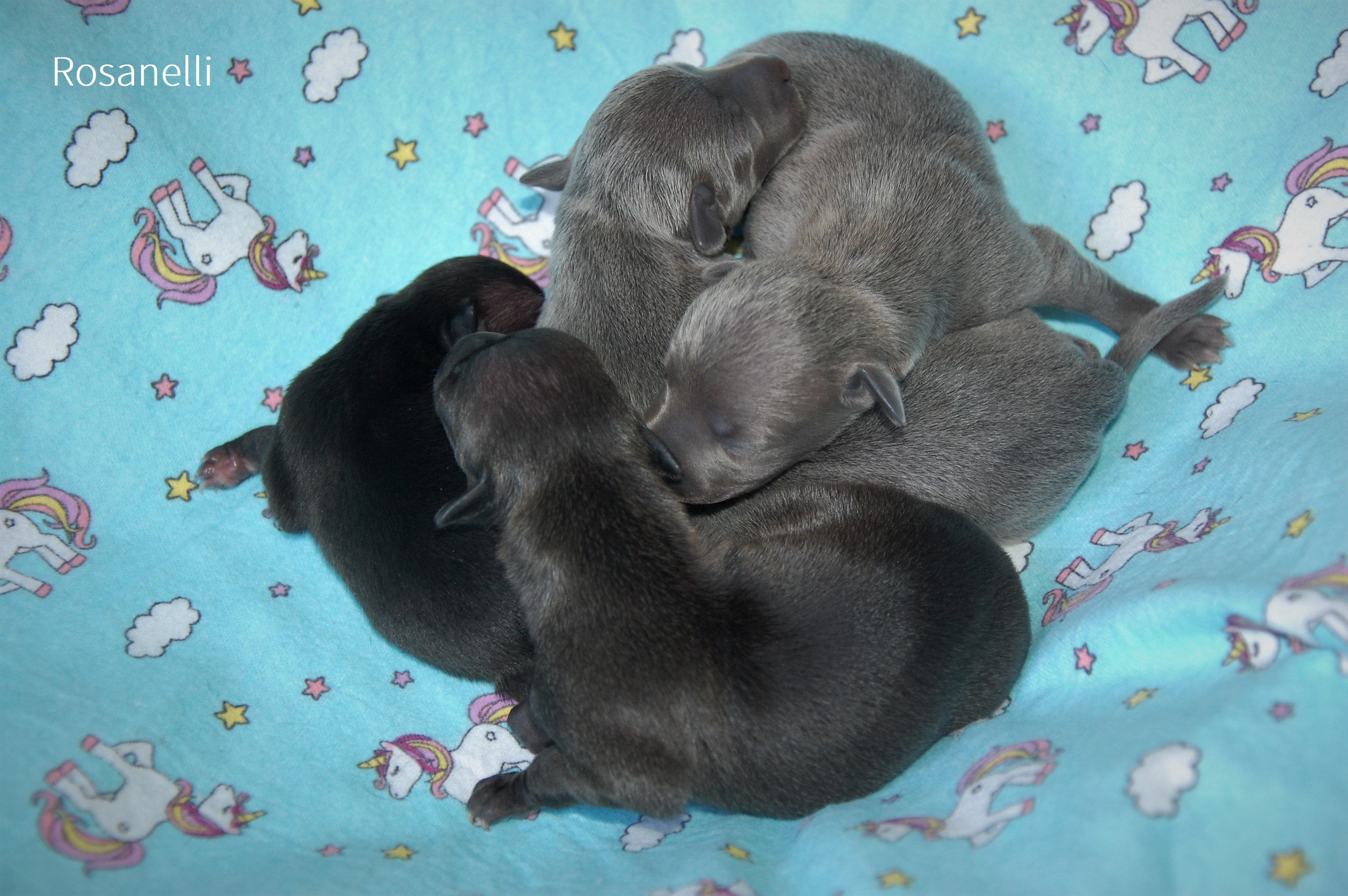 New litter born in our kennel