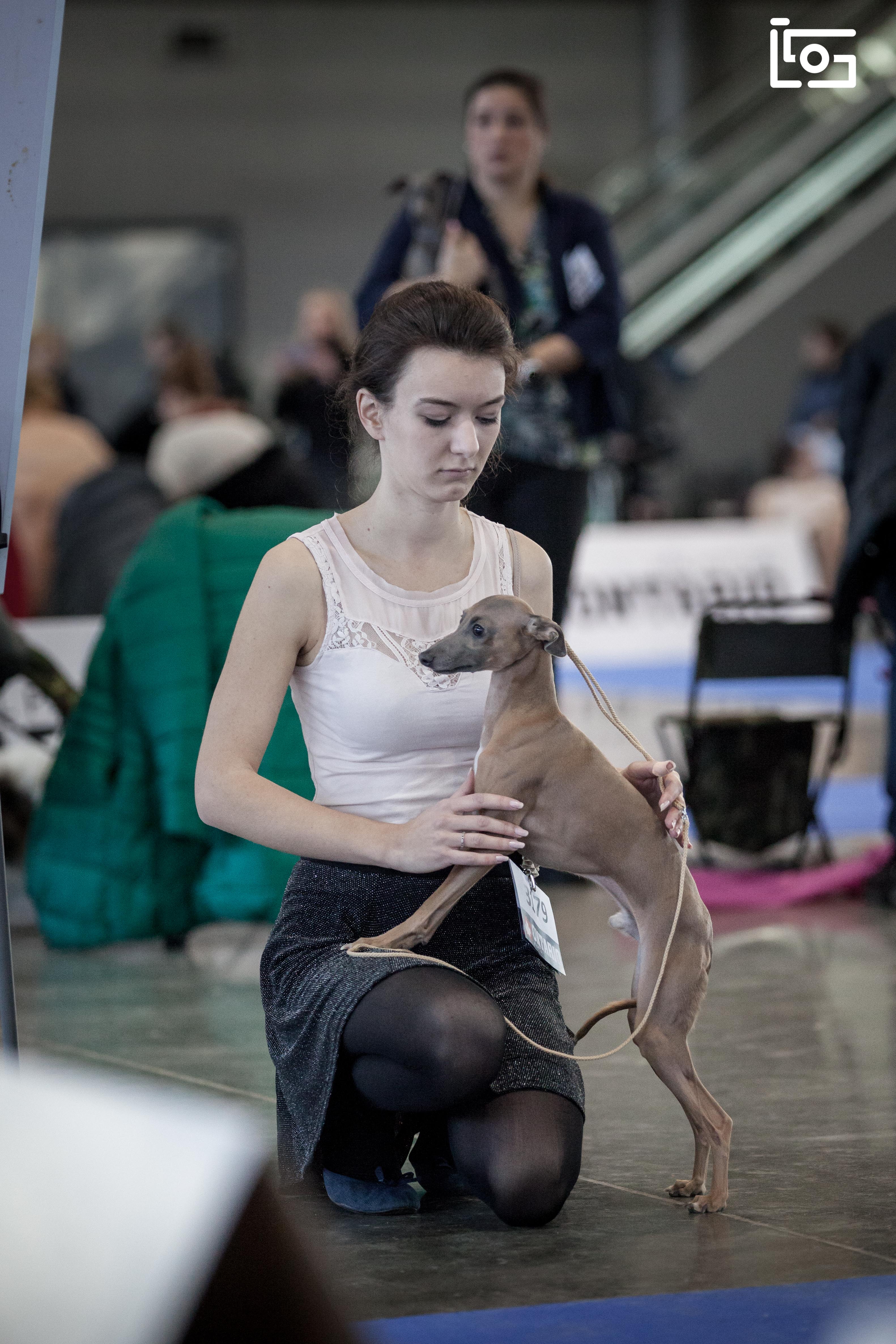National dog show Brno