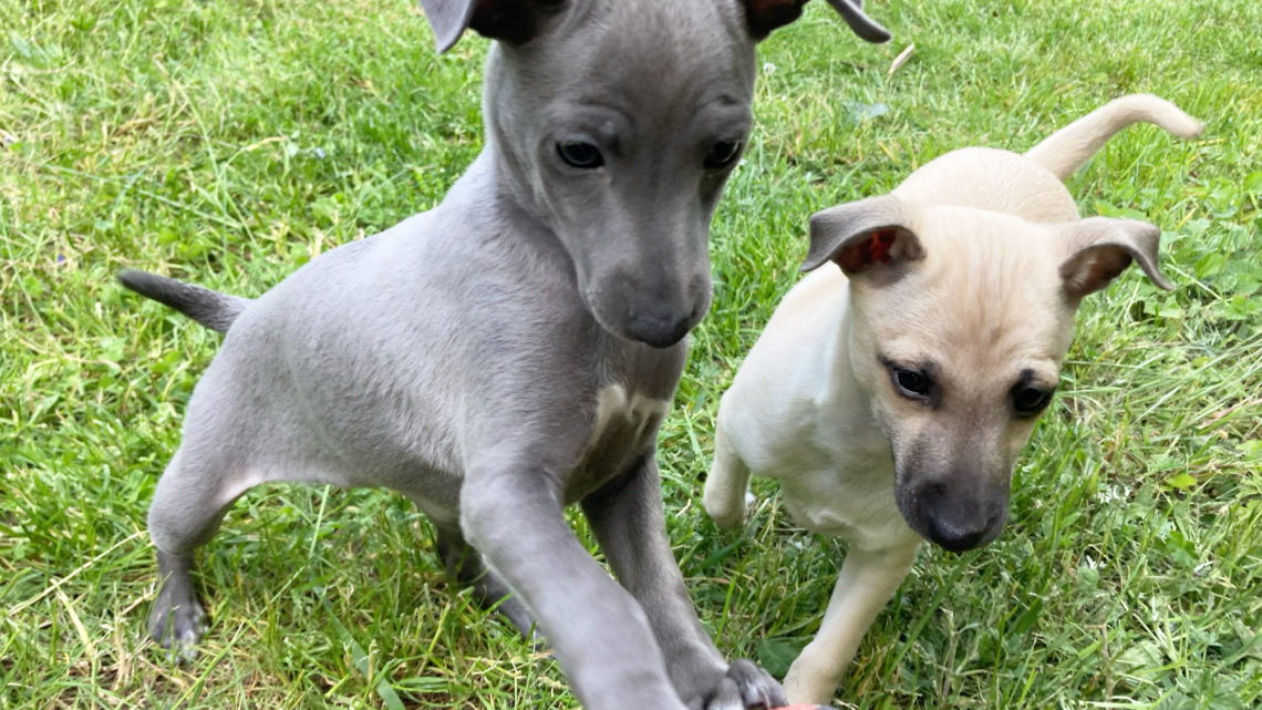 Puppies are 7 weeks old